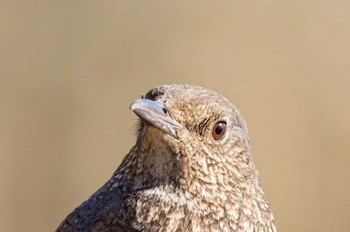 2024年1月14日(日) 東京港野鳥公園の野鳥観察記録