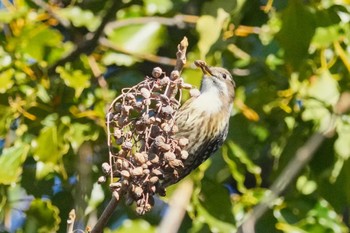 コゲラ 東京港野鳥公園 2024年1月14日(日)