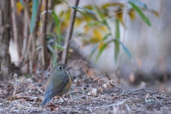 ルリビタキ こども自然公園 (大池公園/横浜市) 2024年1月14日(日)