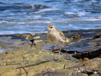 Pacific Golden Plover Long Reef(Australia, NSW) Fri, 1/5/2024