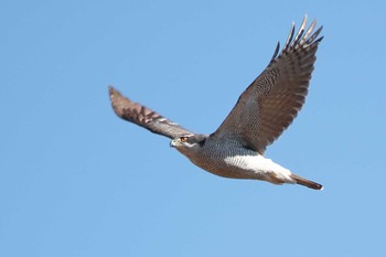 2024年1月14日(日) 洲原公園の野鳥観察記録