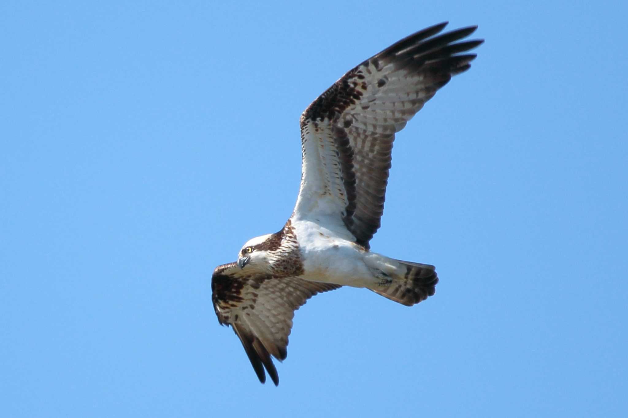 Osprey