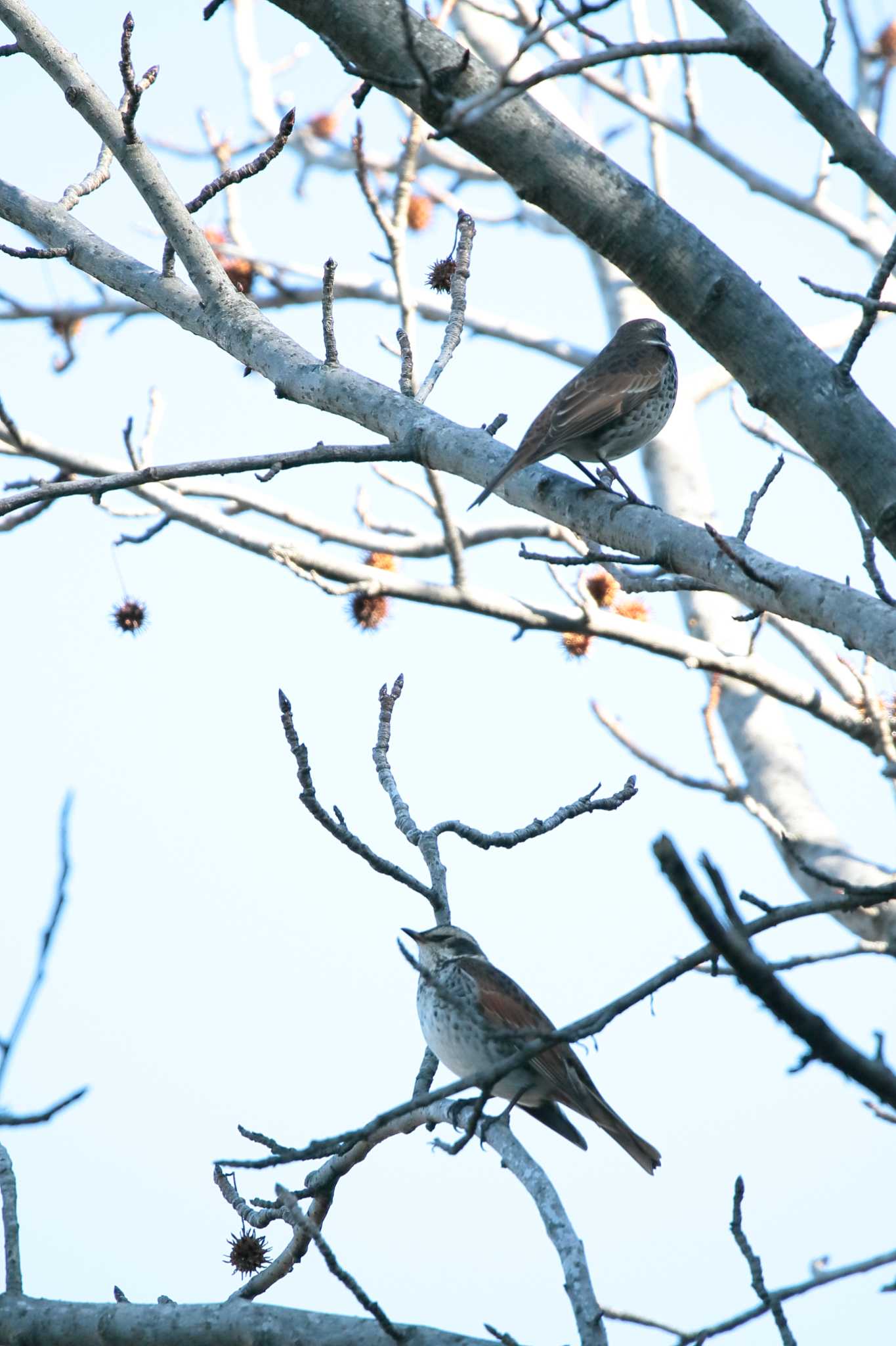 Dusky Thrush