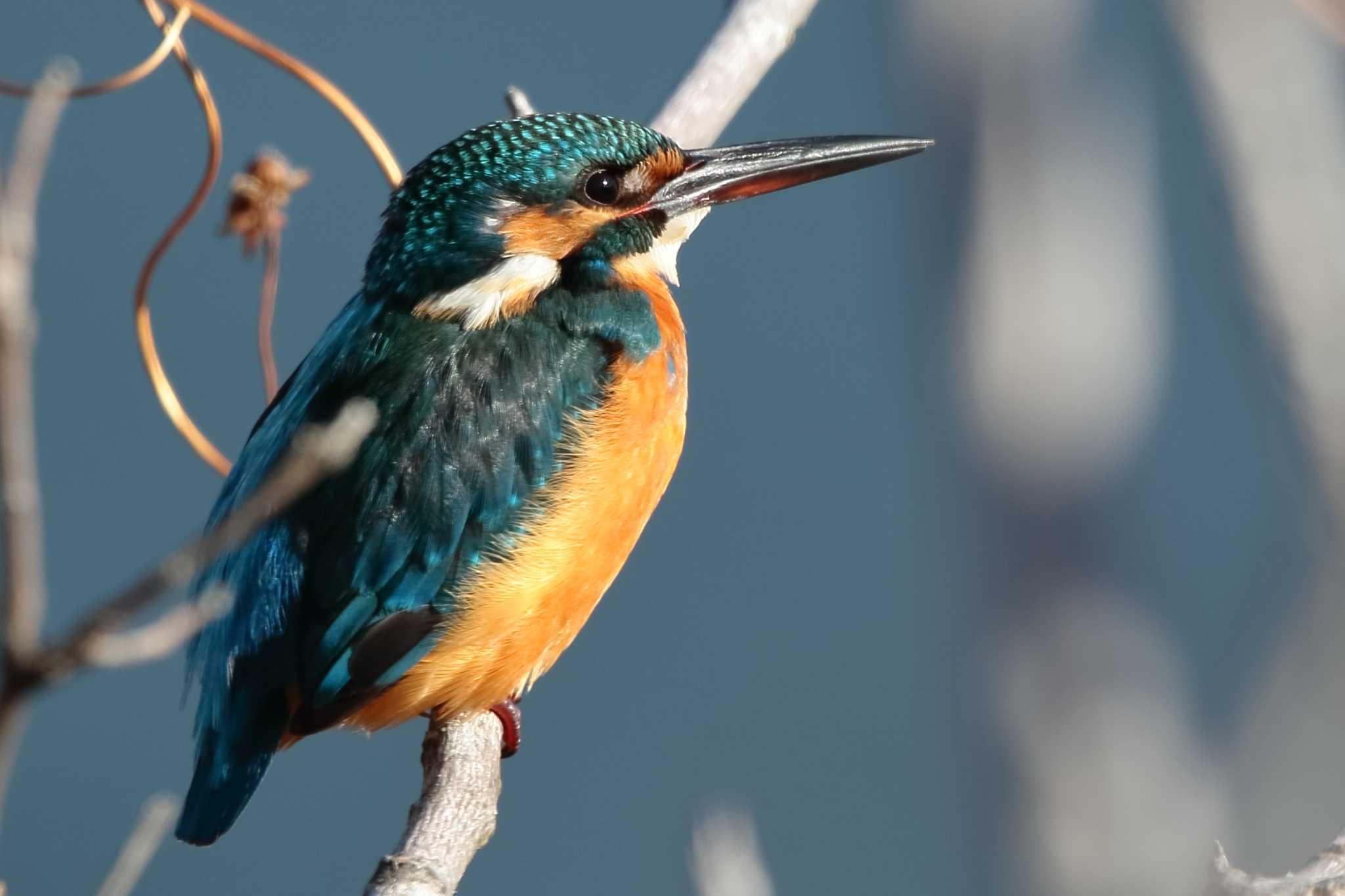 Common Kingfisher