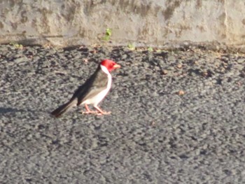 Yellow-billed Cardinal ハワイ島 Sat, 1/13/2024