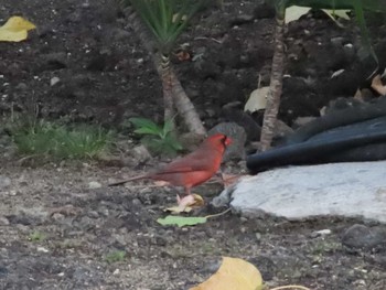 Northern Cardinal ハワイ島 Sat, 1/13/2024