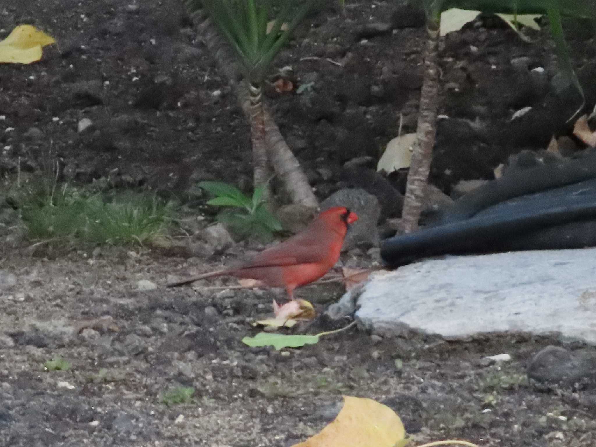 ショウジョウコウカンチョウ