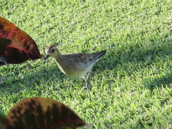 Pacific Golden Plover ハワイ島 Sat, 1/13/2024