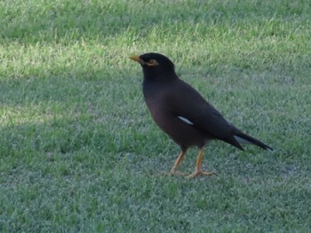 Common Myna ハワイ島 Sat, 1/13/2024