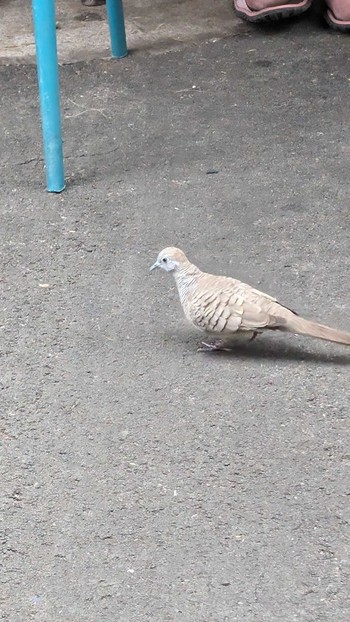 Zebra Dove ハワイ島 Sat, 1/13/2024