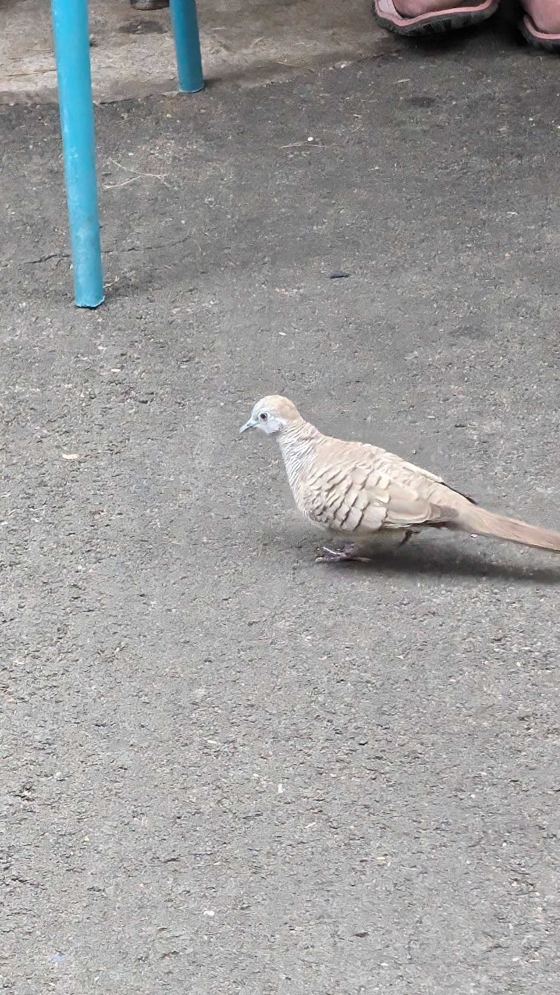 Photo of Zebra Dove at ハワイ島 by ゆき