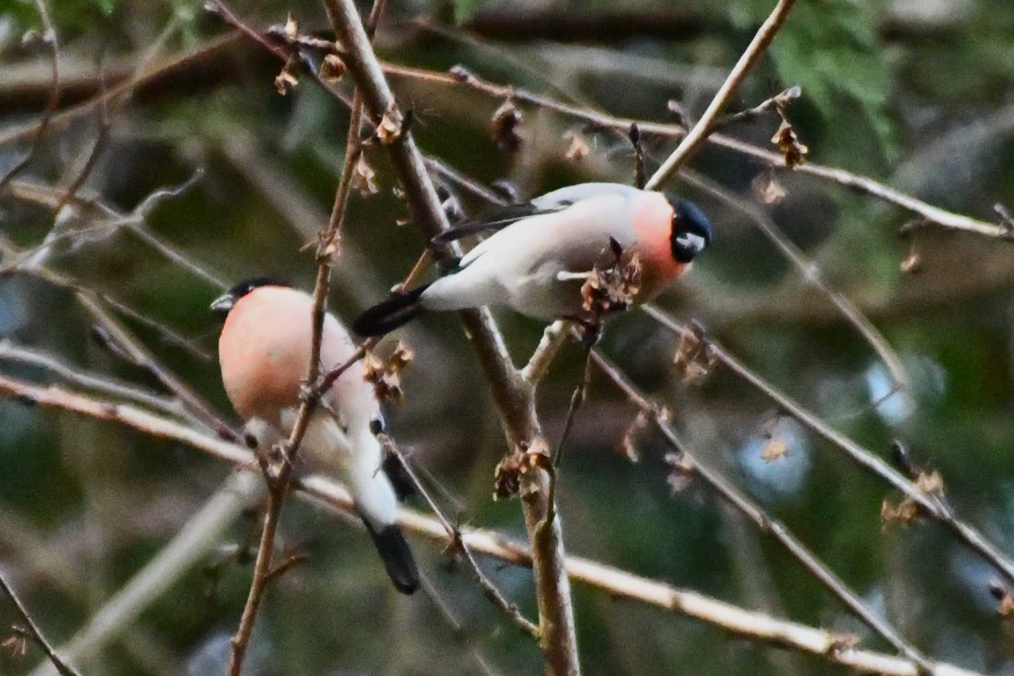 Eurasian Bullfinch