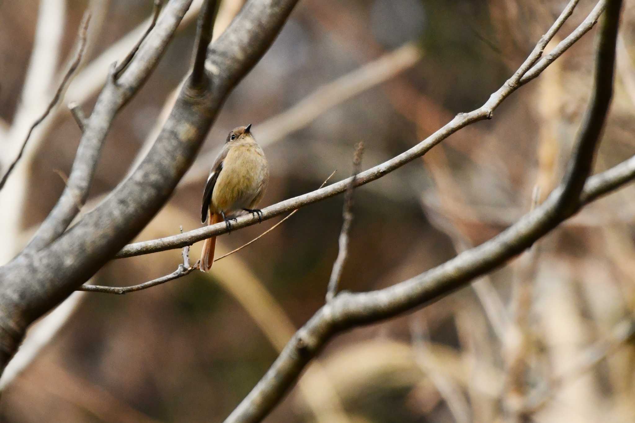 Daurian Redstart