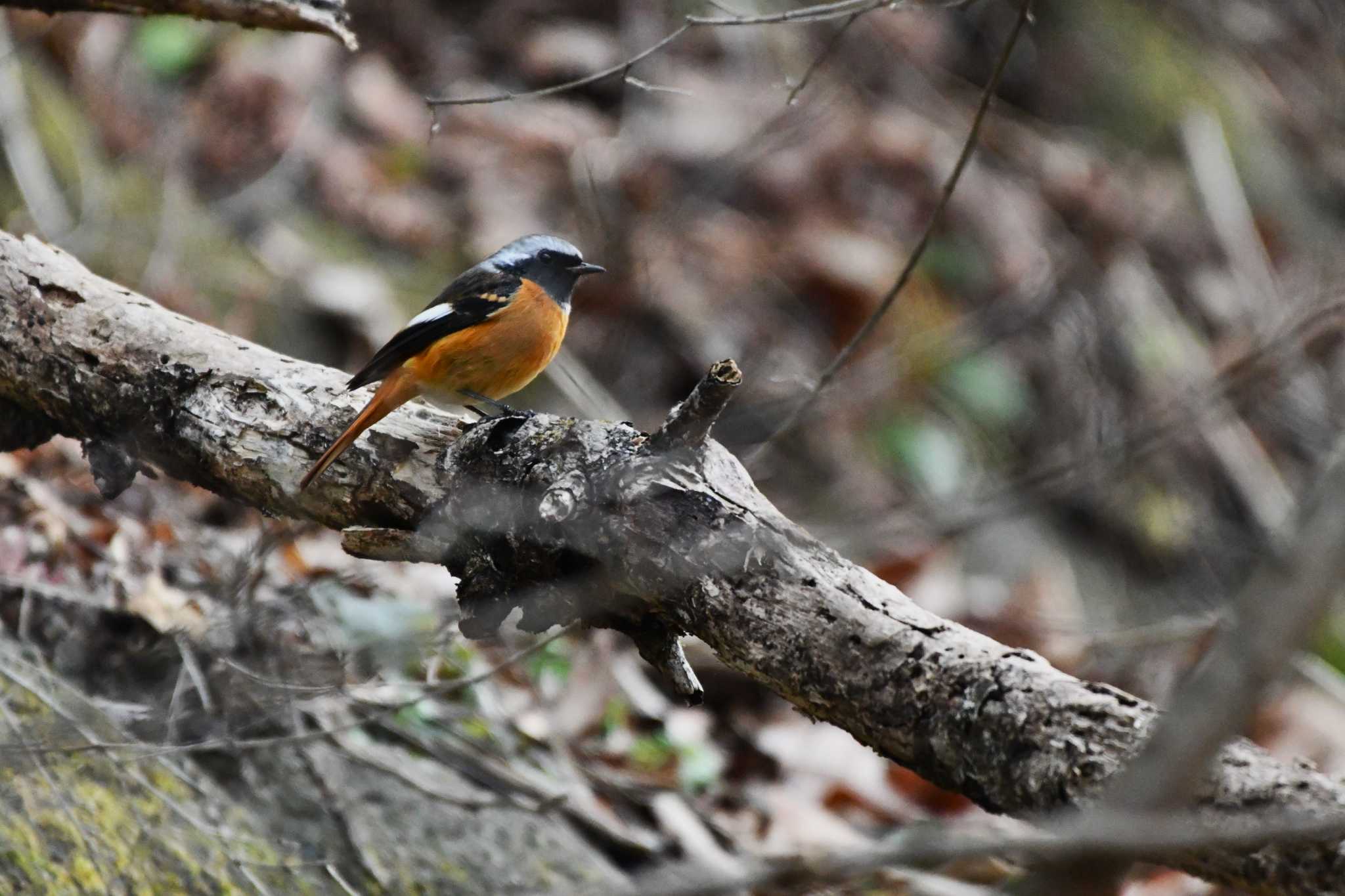 Photo of Daurian Redstart at Hayatogawa Forest Road by geto