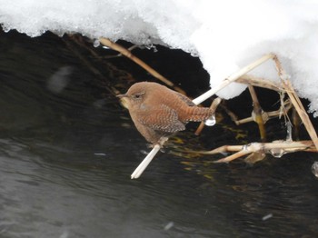 2024年1月14日(日) 真駒内公園の野鳥観察記録