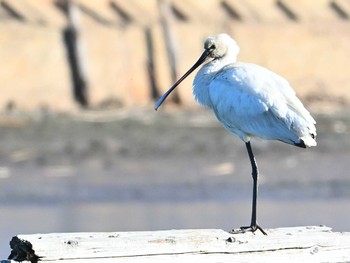 Sun, 1/14/2024 Birding report at 奈良市水上池