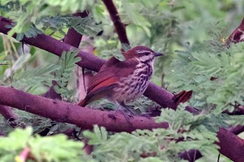 Spotted Palm Thrush