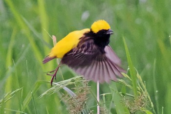 Yellow-crowned Bishop