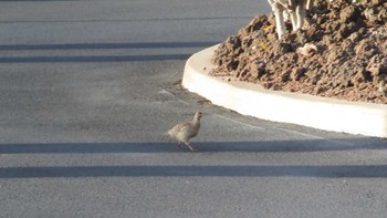 Grey Francolin ハワイ島 Sat, 1/13/2024