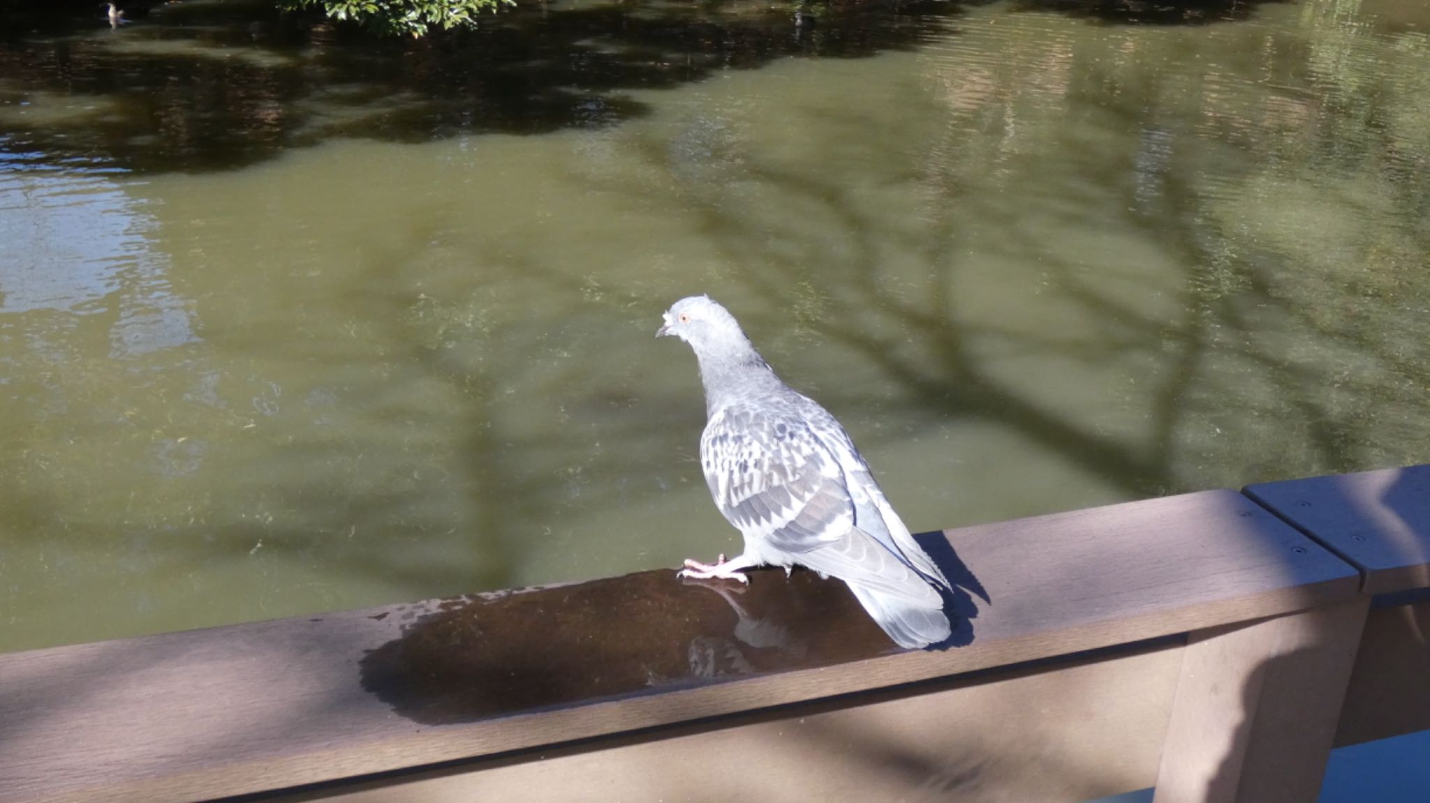 根岸森林公園(横浜市) カワラバトの写真 by しらす