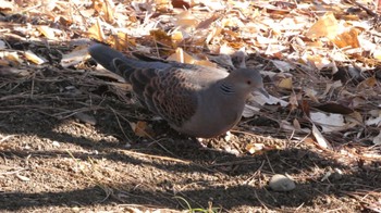 キジバト 根岸森林公園(横浜市) 2024年1月14日(日)