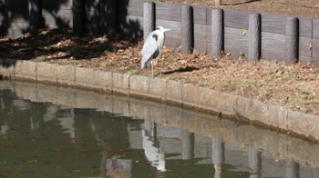 Sun, 1/14/2024 Birding report at 根岸森林公園(横浜市)