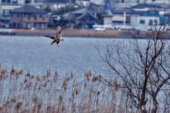 チュウヒ 稲敷市 2024年1月7日(日)