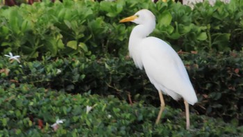 Eastern Cattle Egret ハワイ島 Sat, 1/13/2024