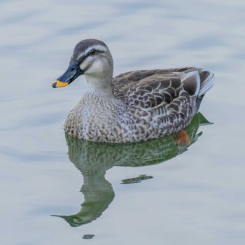 Eastern Spot-billed Duck 京都市宝ヶ池公園 Sat, 1/13/2024