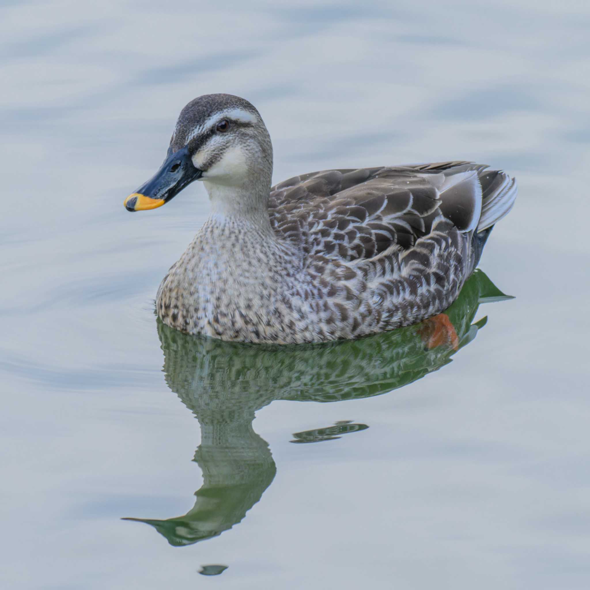 京都市宝ヶ池公園 カルガモの写真 by K.AKIYAMA