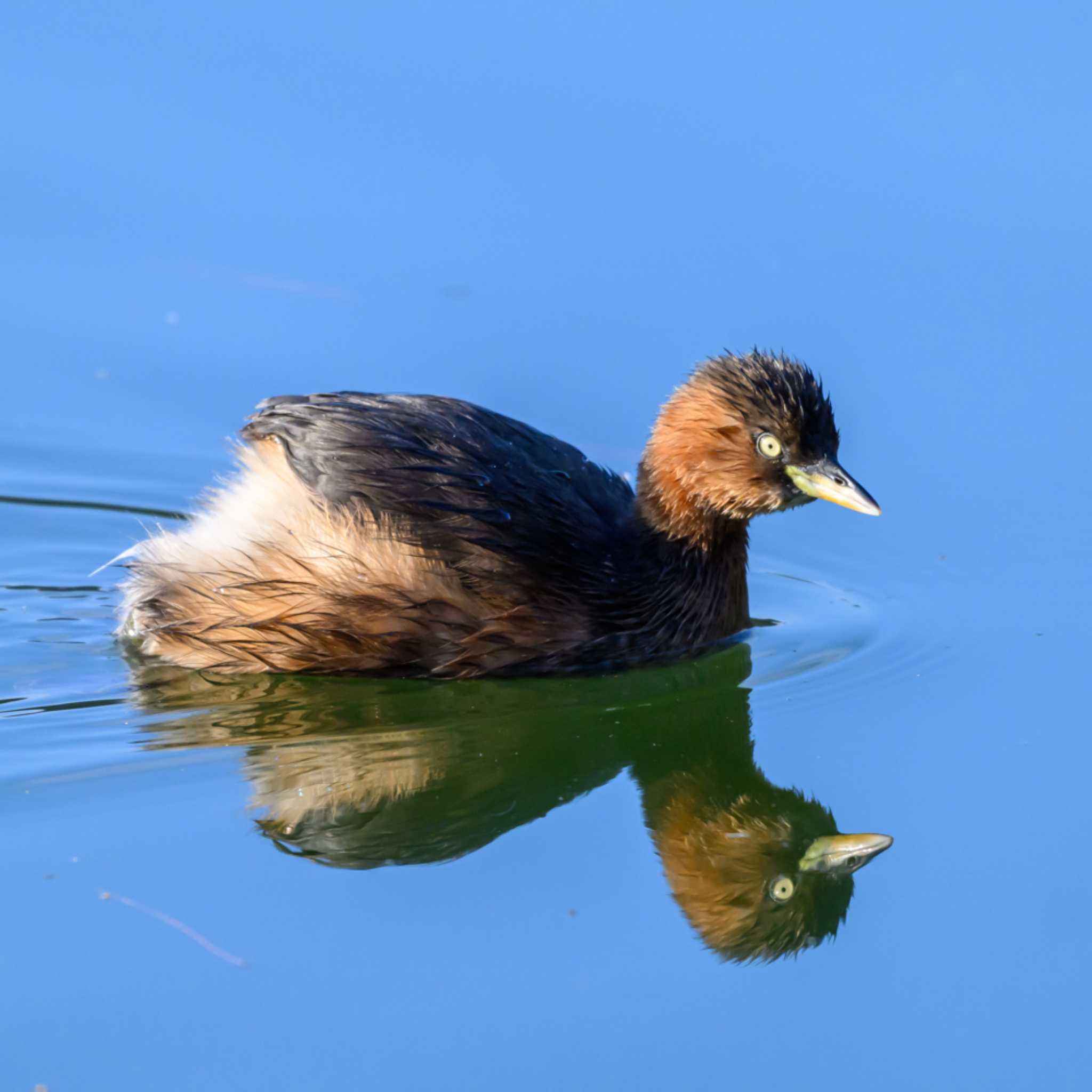 Photo of Little Grebe at 京都市宝ヶ池公園 by K.AKIYAMA