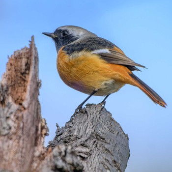 Daurian Redstart 京都市宝ヶ池公園 Sat, 1/13/2024