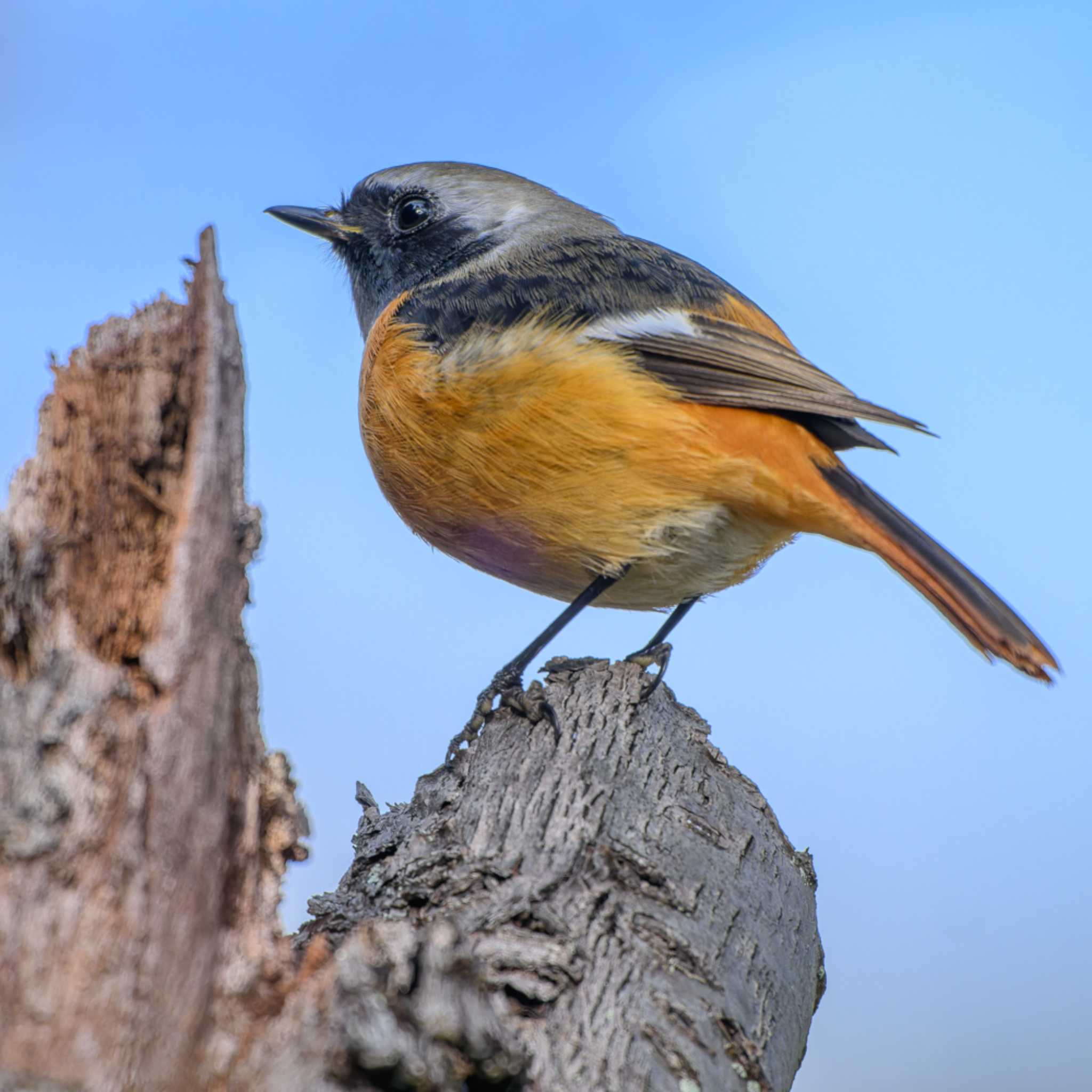 Photo of Daurian Redstart at 京都市宝ヶ池公園 by K.AKIYAMA