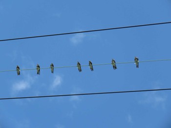 ショウドウツバメ 愛知県 2016年9月4日(日)