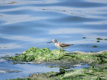 Terek Sandpiper 西尾市 Sat, 9/10/2016