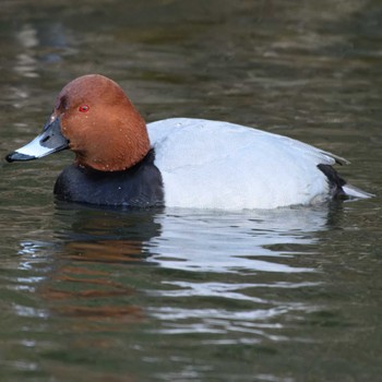 Common Pochard 京都市宝ヶ池公園 Sat, 1/13/2024