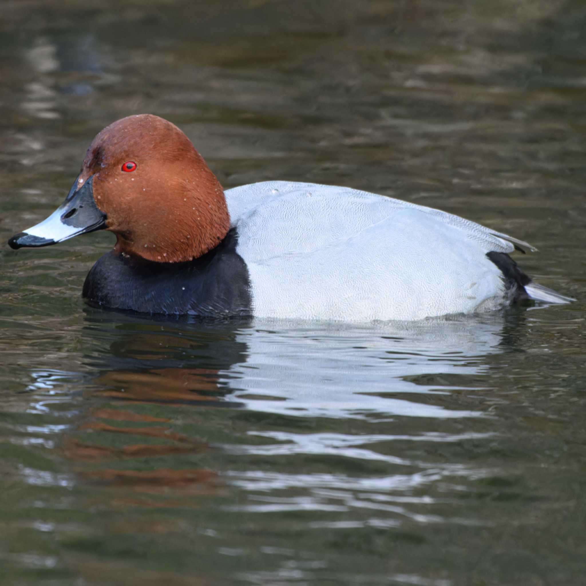 Common Pochard