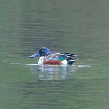 Northern Shoveler 京都市宝ヶ池公園 Sat, 1/13/2024