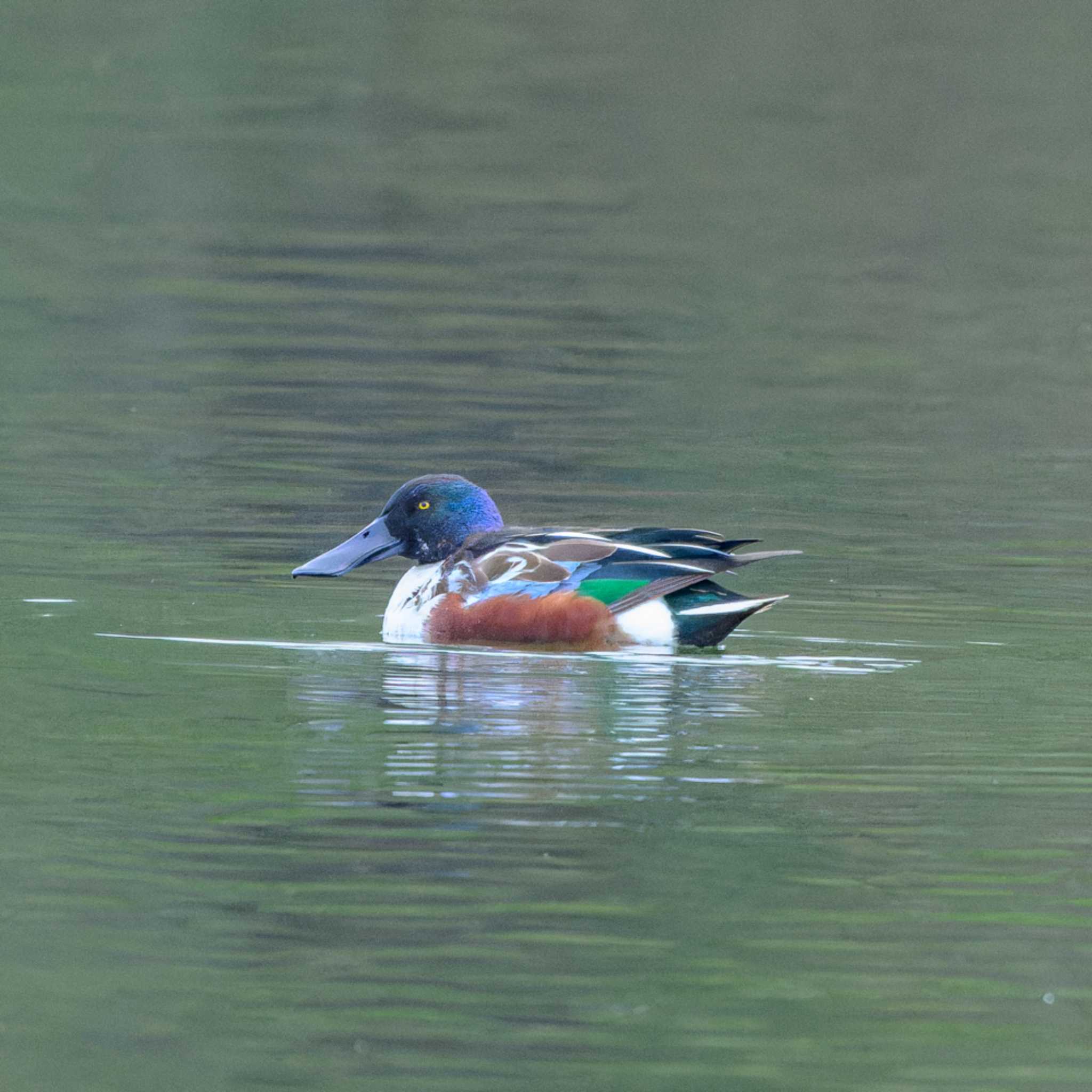 京都市宝ヶ池公園 ハシビロガモの写真 by K.AKIYAMA