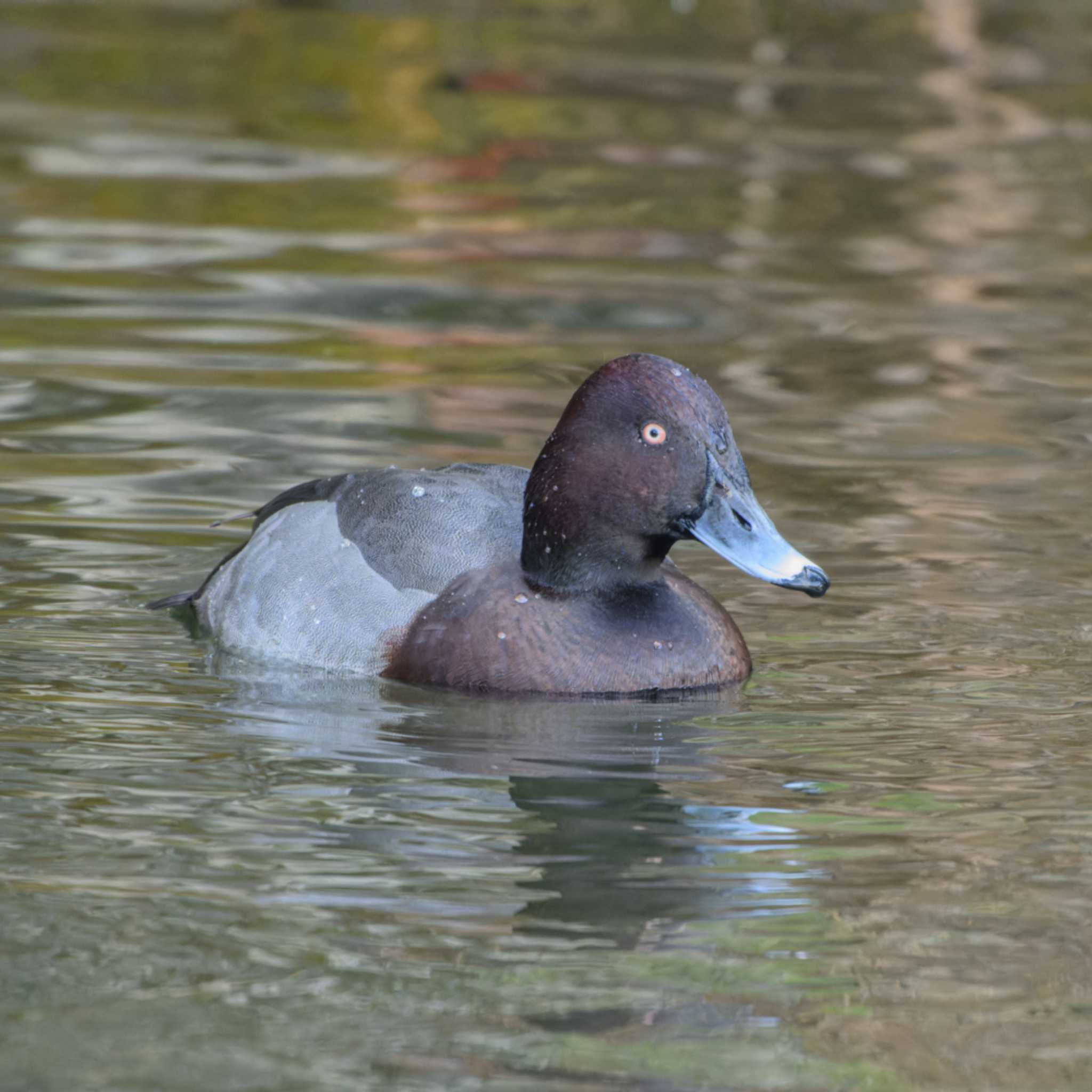 Photo of Greater Scaup at 京都市宝ヶ池公園 by K.AKIYAMA