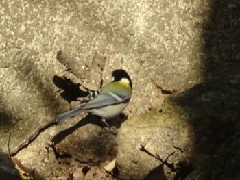 Japanese Tit 神戸市 Sat, 10/13/2018