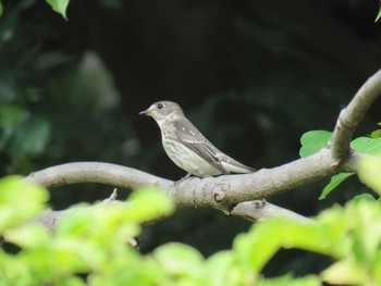 Grey-streaked Flycatcher 春日井市 Thu, 10/27/2016