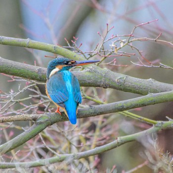 Common Kingfisher 京都市宝ヶ池公園 Sat, 1/13/2024