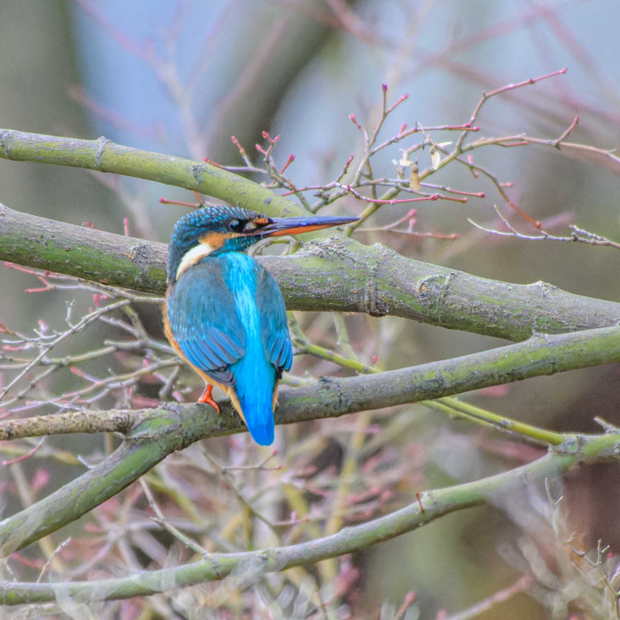 Common Kingfisher