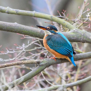 Common Kingfisher 京都市宝ヶ池公園 Sat, 1/13/2024