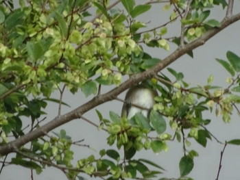 2018年10月21日(日) 神戸市の野鳥観察記録