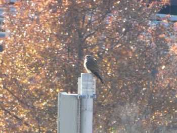 Common Kestrel 鶴見川 Sun, 1/14/2024