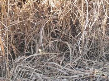 Masked Bunting 鶴見川 Sun, 1/14/2024