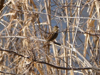 Rustic Bunting 鶴見川 Sun, 1/14/2024