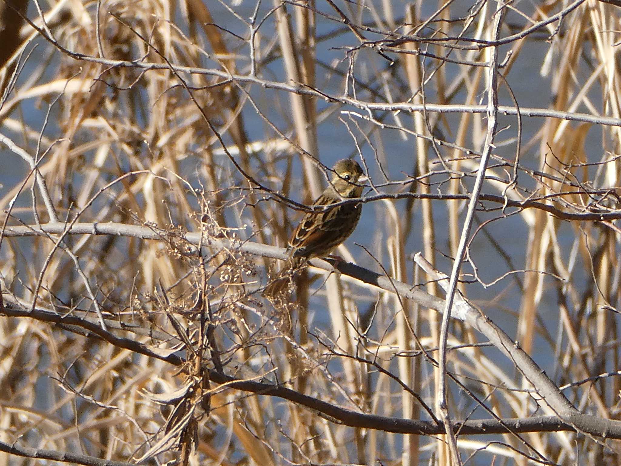 Photo of Rustic Bunting at 鶴見川 by ネジ